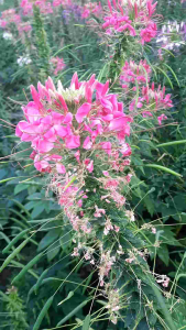 เมล็ดเสี้ยนฝรั่ง คละสี 100 เมล็ด เมล็ดดอกไม้ เมล็ดใหม่เพาะเกิดง่าย