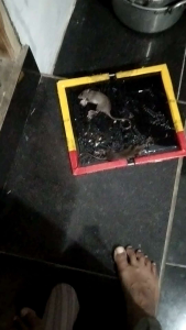 perangkap lem tikus papan cap gajah
