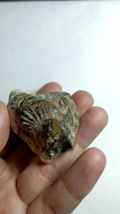 Batu Fosil Unik Motif Singa – Koleksi Langka Antik Berisi