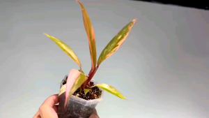 philodendron variegated caramel marble high variegation 