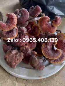 [TâyBắcFood] Nấm Lim Xanh Rừng Tự Nhiên Rừng Lai Châu