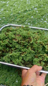 แหนแดงชุดทดลองเลี้ยง สายพันธุ์ asula micropela (ดอกใหญ่) ลดต้นทุนเพิ่มผลผลิตให้กับเกษตรกร