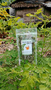 daun kelor herbal teh daun kelor kering