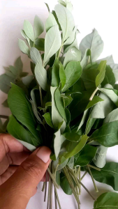daun legundi herbal fress 25gra.
