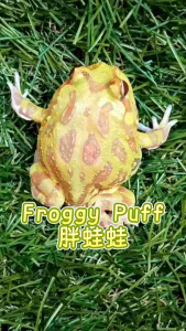 黄金白化角蛙/宠物角蛙 3CM Albino Golden Pacman Frog/Horned Frog/Live Frog