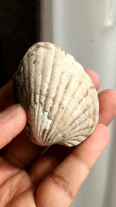 🌊 ฟอสซิลหอย ( MEGACARDITA JOUANNETI )   ⛏️ ฟอสซิลชิ้นนี้สมบูรณ์มาก แสดงให้เห็นรายละเอียดที่ชัดเจน