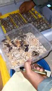 Mesin Tetas Telur Otomatis HHD 36 Full Otomatis