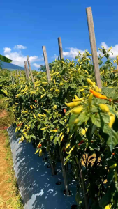 Cabe Pedro Tavi + Cabe Roket ( cabe tipe ori berbobot tahan virus dan original )