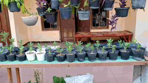 Bibit Adenium Obesum Warna Random 15-25 cm Anak Kamboja Jepang Benih Mawar Gurun Tumbuh Dari Biji Alami Murah Sehat