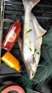 Umpan Ikan Patin - Strawberi -X