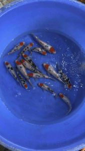 Japan Tancho Sanke 22–25cm from Sakai Farm - RM980 per koi + shipping RM60