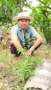 trà cỏ mực đậu đen 15 túi zip