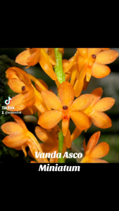 Vanda Ascocentrum Miniatum Pot Vanda Bunga Anggrek Vanda Species Cantik Unik Spesi Vanda
