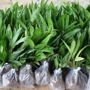 ต้นหมากเตี้ยชุมพร 2-3ปีออกลูก ลูกดกเป็นตลอดทั้งปี 1ชุดมี 12 ต้น 99 บาท