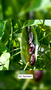 Quality Seeds for Gardening: 20 LIMA PATANI Vegetable Seeds for Outdoor Planting