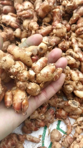 1Kg kencur segar kencur seblak DLL