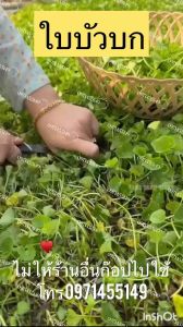 เมล็ดใบบัวบก1000เมล็ดใบบัวบก ปลูกง่าย แตกใบ สวยงามไม่ขม