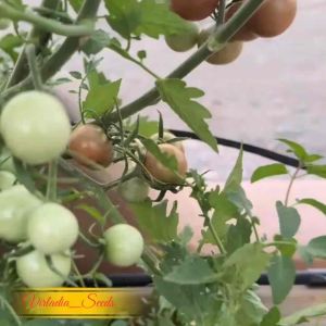 [Virladia Seeds] Biji Benih Tomat Chocolate Cherry