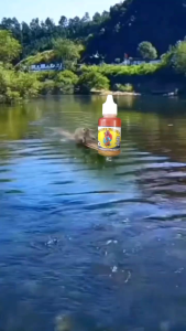 BIANG ESSEN GRANAT MUNCRAT AROMA USAR CABE KWENI GARLIC  BIKIN LAWAN MINGGAT. UTK LOMBA DAN HARIAN. TARGET INDUKAN/BABON