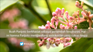 Termurah sirup parijotho alammu 250ml original