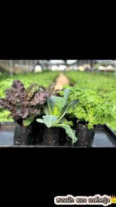 3ชนิด 6ต้น สูง 15-30 ซม. ต้นกล้าเคลคละ