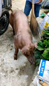 Tinh heo Duroc dùng trong chăn nuôi phối với heo nái để tạo đàn heo thịt siêu nạc