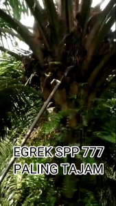 EGREK SAWIT MALAYSIA NO 1 TANPA ASAH SIAP PAKAI  Egrek malaysia no 1 tanpa asah egrek  egrek sawit spp 777 ori malaysia original spp 777 malaysia alat panen kelapa sawit super tajam