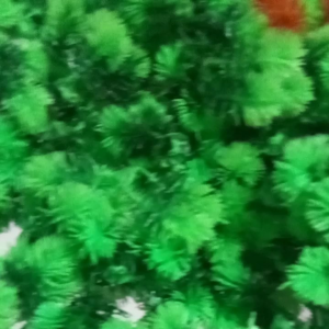 daun sikas/ notaljirman Artificia 500 gm premium