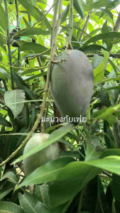 มะม่วงกุ้ยเฟย ต้นทาบกิ่ง ขนาดต้นสูง 70-100 เซนติเมตร