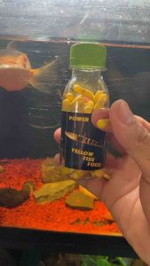 Cám Kích Màu Cho Cá Lóc Vảy Rồng Vàng - Power Color