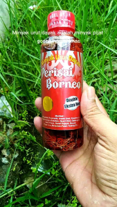 Minyak urut dayak ibu ida kalimantan doubel ekstra hot 250 ml original pijat gosok