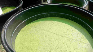 Induk duckweed 50g.. sebagai hiasan aquarium dan juga makanan ternakan