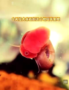 Aquarium cleaning Good Helper (Apple Snail)苹果螺