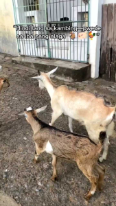 LSB I Lincomycin + Spectinomycin + Bromhexine l For animal use only