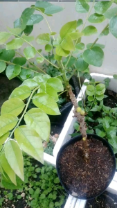 cây chậu cây chùm ruột ngọt thái lan ghép cao 40cm.