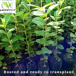 GUAPPLE SEEDLINGS BUHAY NA Rooted and established pwede na I transplant