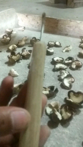 Pencukil Biji Kacang Mete: Alat Potong & Memisahkan Biji Kacang