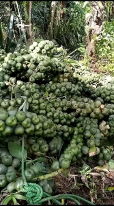 Kolang Kaling Caruluk Original Super Asli 100% Tanpa Pengawet per 1 kg