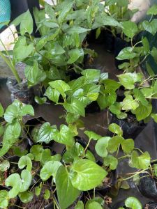 ️3 ถุง 50บาท ต้นพลูคาว หรือ ต้นคาวตอง ต้นแข็งแรง พร้อมส่ง ในถุงดำ ถุงดำละ 39 บาท 3 ถุง 50 บาท️