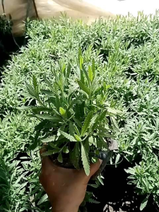 Lavander