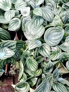 Watermelon plant with free fertilizer