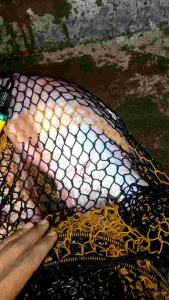 Essen Ikan Nila Kolam/Liar Babon Susah Makan umpan Lumut Pelet Cacing