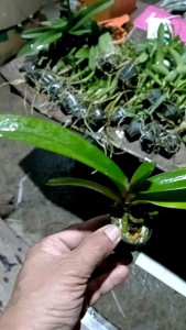 กล้วยไม้นิ้ว ขอบอกต้น ใหญ่มาก ราคาพิเศษ 10 นิ้ว จาก 250 เหลือ 200