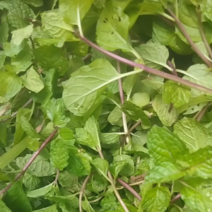 Jual Daun Mint Segar Untuk Obat Herbal 400 Gram