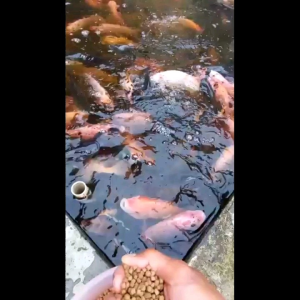 Pelet Ikan Nila, Lele, Mas & Gurame: Makanan Ikan Air Tawar