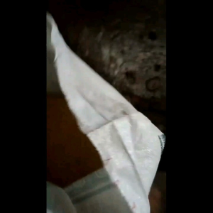 Pur ayam buras dewasa B12L