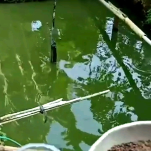 pelet ikan Ekofeed lele mas patin gurame
