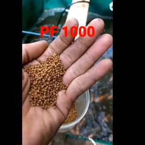 pelet bibit ikan PF1000 nila lele gurame mas