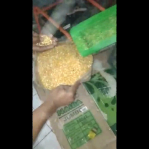 jagung pecah ayam burung