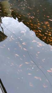 pelet ikan gurame lele mas mujair 781-1